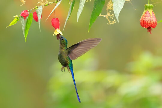 Violet-tailed Sylph - male, Aglaiocercus coelestis,  Ecuador