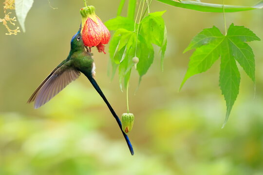 Violet-tailed Sylph - male, Aglaiocercus coelestis,  Ecuador