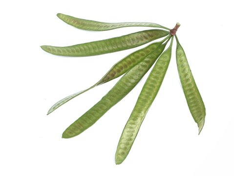 Fresh green leucaena leucocephala pods and leaves isolated on white background. Perfect for botanical, culinary, or agricultural themes