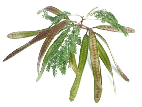 Fresh green leucaena leucocephala pods and leaves isolated on white background. Perfect for botanical, culinary, or agricultural themes