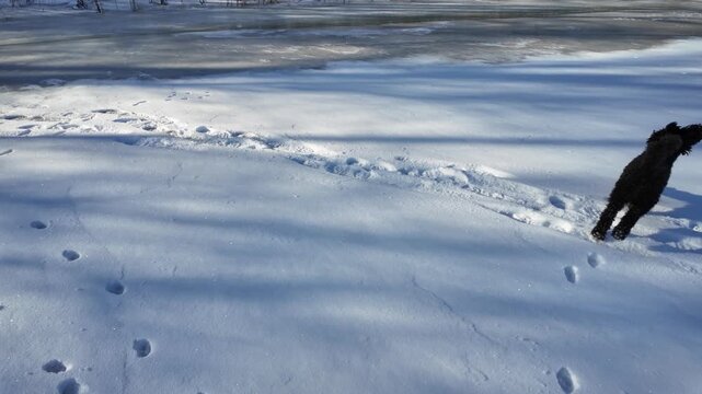 Fresh snow captures a trail of human boot footprints and smaller animal tracks (possibly fox, cat or small canine) in a serene winter landscape. Crisp details, cold blue tones,