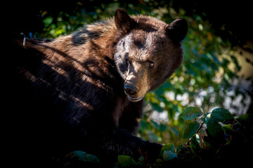 American Black Bear in the woods