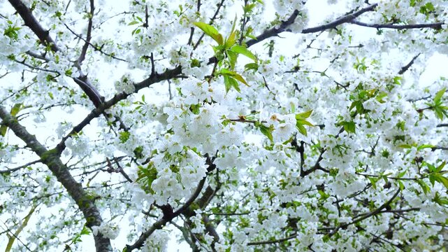 Cherry blossoms in the village of Tobera, in the municipality of Fr&iacute;as, in the Merindades region. Burgos. Castile and Le&oacute;n. Spain. Europe