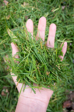 Gros plan sur une main tenant un petit tas d'herbes coup&eacute;es, format vertical