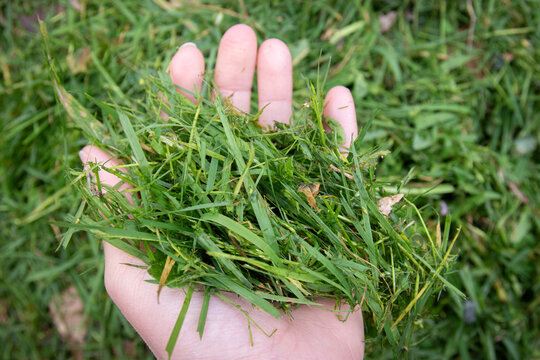 Gros plan sur une main tenant un petit tas d'herbes coup&eacute;es, format horizontal