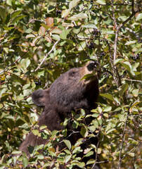 American Black Bear in the woods