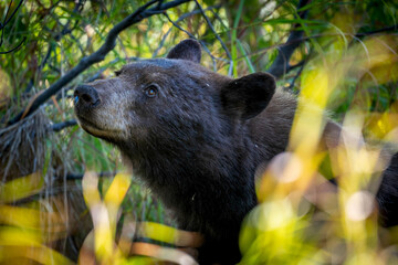 American Black Bear in the woods