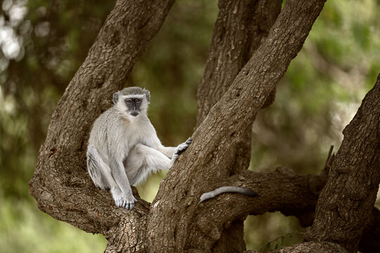 Vervet Monkey (Chlorocebus aethiops) Resting in Tree Fork, African Wildlife Close-Up