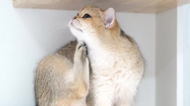 Cat feline scratching fur whisker domestic pet animal cute playful golden British Shorthair cat sitting white shelf and wooden shelf, looking down with soft fur, relaxed expression, indoor pet