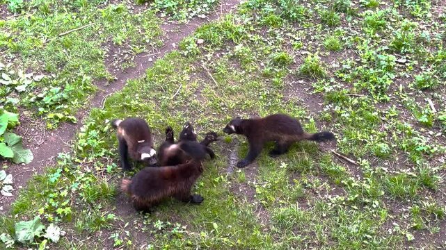 Group Of Wolverine Kits Playing On Green Grass In The Wild, high angle shot