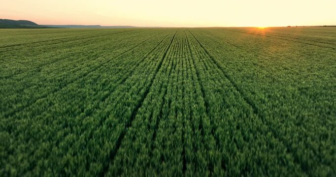 Aerial View Of Wheat Field Rows At Sunset With Agricultural Landscape