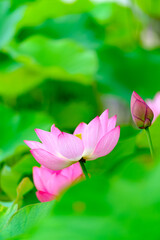 蓮池に咲く蓮の花と葉