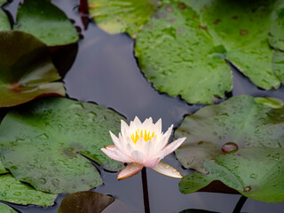 雨粒が残る睡蓮の花と水面