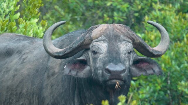 Solitary Cape buffalo partially hidden in thick green bush chewing cud and watching cautiously in its natural habitat in Kenya