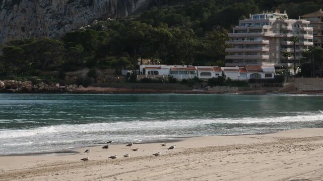 Seagulls on the beach of La Fossa in Calpe, Spain