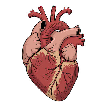Human heart anatomy medical cardiovascular organ isolated on a transparent background