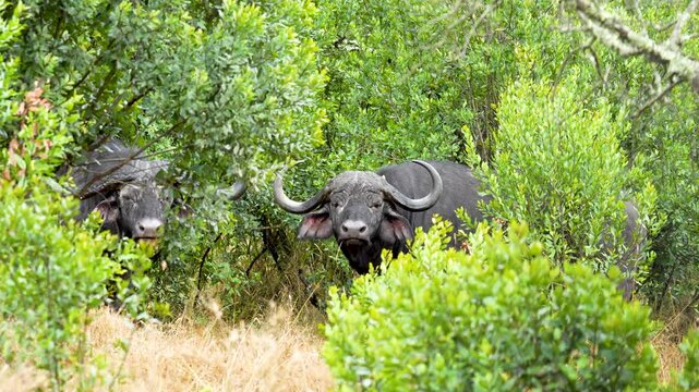 Two Cape buffalo are partially concealed in dense green vegetation, standing alert and chewing cud in their natural habitat in Kenya.
