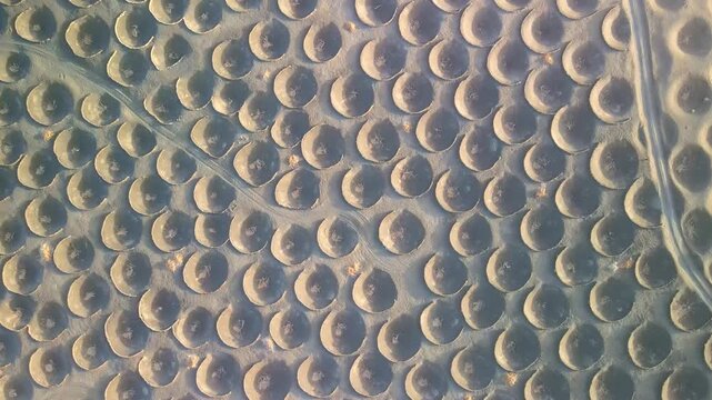 Aerial images of vineyards grown in small volcanic craters on the island of Lanzarote, and the Canary Islands, in Spain, during sunset, 4k 30fps 1 inch sensor DJI, drone image