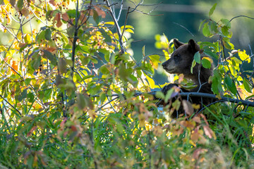 American Black Bear in the woods