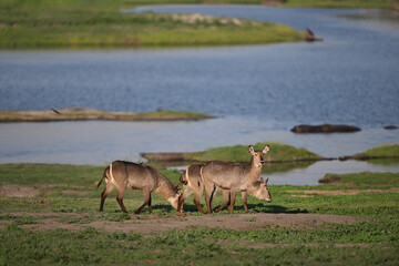 Naklejka premium Small herd of Waterbuck (Kobus ellipsiprymnus) grazing near riverbank, African wetland wildlife photography