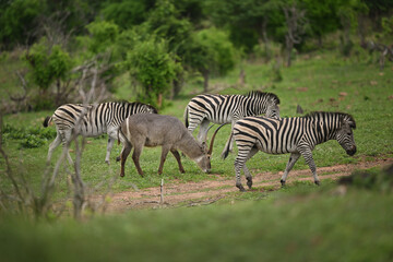 Obraz premium Waterbuck (Kobus ellipsiprymnus) and Plains Zebras (Equus quagga) grazing together, African savanna wildlife multispecies group
