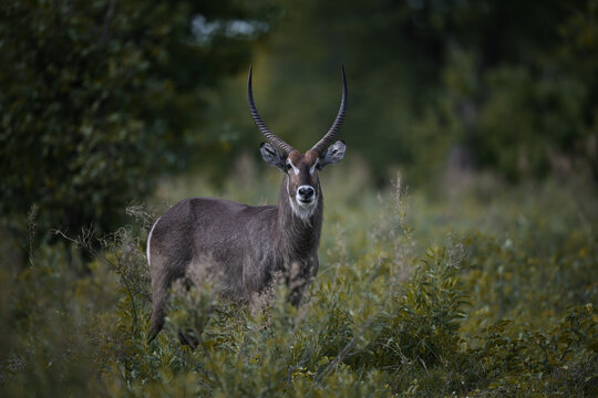 Majestic male Waterbuck (Kobus ellipsiprymnus) with long horns standing in African bushveld, wildlife portrait