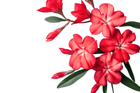 Vibrant red flowers with delicate petals isolated on transparent background. Closeup view of vibrant red nerium oleander flowers isolated on white background.