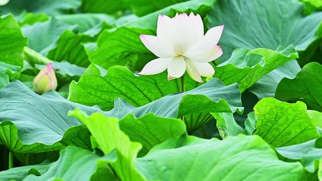 大蛇伝説が眠る池、悠久の時を咲かせるハス
「大蛇が掘ったと伝えられる『堂園池』。自生するハスが夏の朝に淡いピンクの花を咲かせ、伝説の池を幻想的に彩ります。歴史と神秘を感じさせる映像素材です。」
益城町堂園池「大蛇伝説の池」
A pond where the legend of a giant snake rests, and lotus flowers blooming for all time
