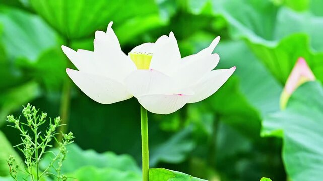 大蛇伝説の池に咲く、穢れなき白の祈り
「伝説と歴史が息づく静かな池で、夏の朝に一輪の白いハスが凛と咲き誇ります。その汚れのない姿は、見る人の心を浄化する至高の映像素材です。」
益城町堂園池「大蛇伝説の池」
A pure white prayer blooms in the pond where the legendary giant serpent is said to have been.