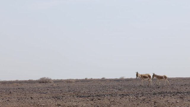 Iranian onager (Asiatic wild ass) walking and grazing in arid desert landscape, wildlife in Iran, natural habitat, close up and wide shots