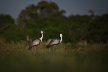 Fototapeta premium Pair of endangered Wattled Cranes (Grus carunculata) walking through grass at dusk, African wildlife