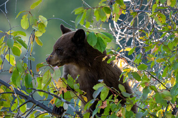 American Black Bear in the woods