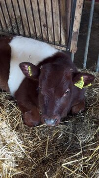 Brown calf resting in a barn with straw on the ground in rural area
