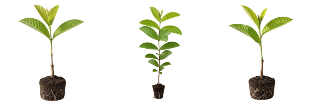 Set of 3 Realistic Guava Tree Saplings with Root Balls on Transparent Background PNG