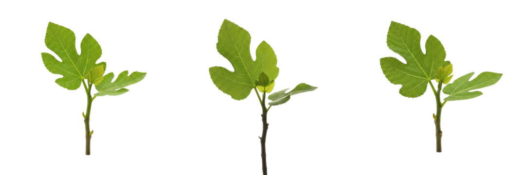 Set of 3 Realistic Common Fig Tree (Ficus Carica) Saplings on Transparent Background PNG