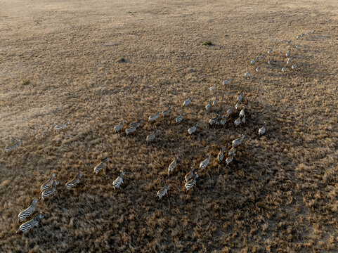 Aerial view of a herd of zebras gallops across the arid savanna, their stripes a stark contrast against the golden grasses, Nanyuki, Laikipia County, Kenya.