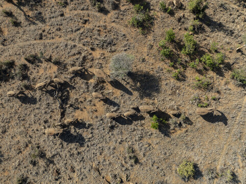 Aerial view of a line of elephants marching through the arid landscape, their shadows stretching long in the sun, Nanyuki, Laikipia County, Kenya.