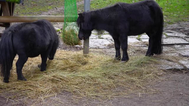 Close up of two black shetland ponys grazing ona farm on cloudy spring day