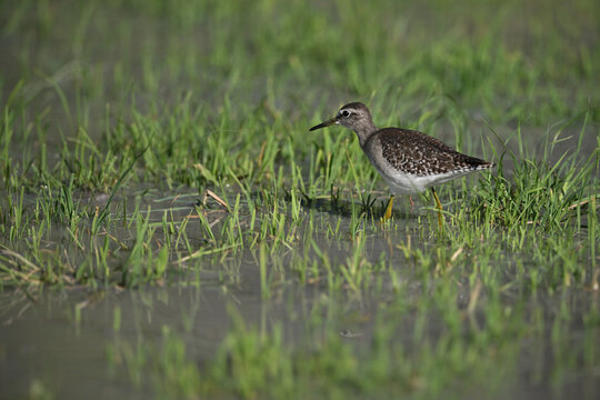 Wood Sandpiper (Tringa glareola) foraging in shallow wetland water, African wildlife bird photography