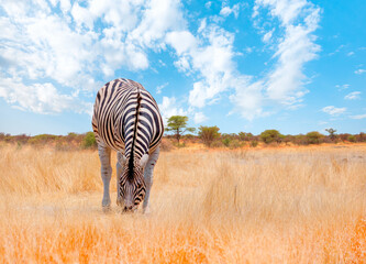 Fototapeta premium Zebra standing in yellow grass on Safari watching, Africa savannah - Etosha National Park, Namibia
