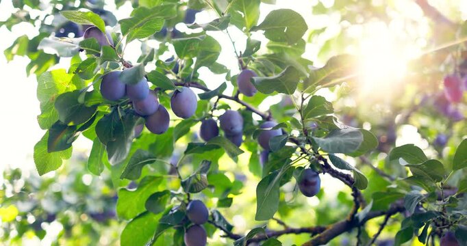 Plum tree with ripe plums and sunlight. Fruits in an orchard garden ready for to be harvest.