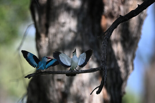 Woodland Kingfisher (Halcyon senegalensis) pair in courtship display with wings spread, African wildlife