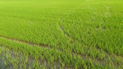 Obraz premium Crossing water trails and muddy tracks interrupting the dense green growth of a flooded agricultural rice field.