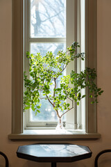 ベニバナトキワマンサクの枝を生けた窓辺