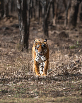 Indian wild royal bengal female tiger or panthera tigris or tigress head on territory strolling in morning summer season jungle safari drive at ranthambore national park forest reserve rajasthan india