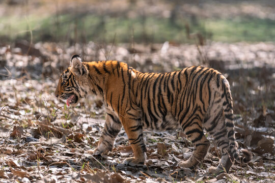 wild bengal tiger or panthera tigris bold cute female cub side profile walking or roaming alone on jungle trail in summer season safari ranthambore national park forest reserve rajasthan india asia