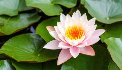 Blooming Lotus Flower Rises Above Green Lily Pads in a Garden Pond During Bright Daylight Hours