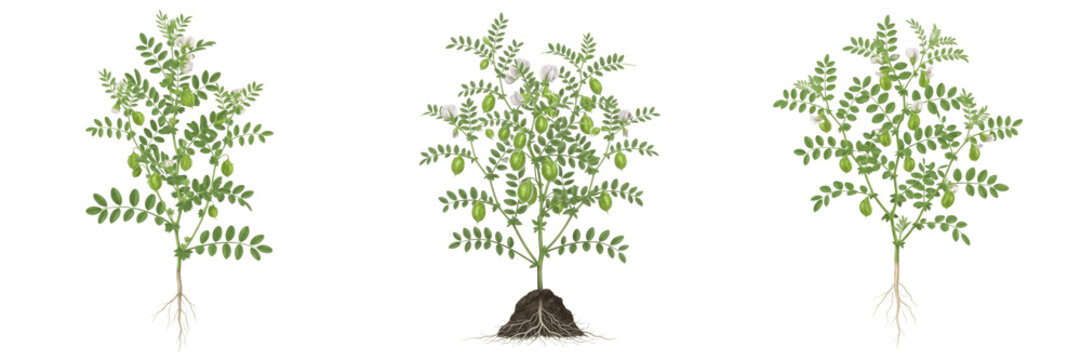Set of Chickpea Plants Cicer Arietinum with Green Pods and Roots Isolated Transparent Background PNG