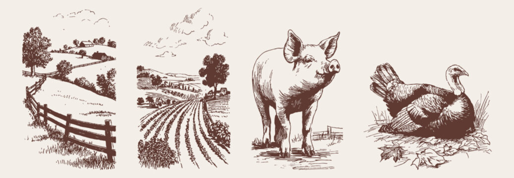 Farm animals and agricultural fields rustic rural life set. Pig, turkey and cultivated land scenes. Illustration for farming themes or packaging. Crayon drawn pencil drawing style.