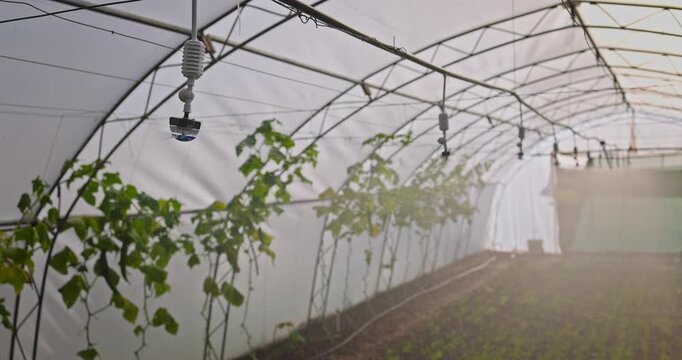 Sprinkler System Overhead Watering Seedlings in Greenhouse for Healthy Crops and Growth
